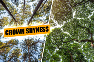 Crown Shyness: The Secret Social Distancing of Trees!