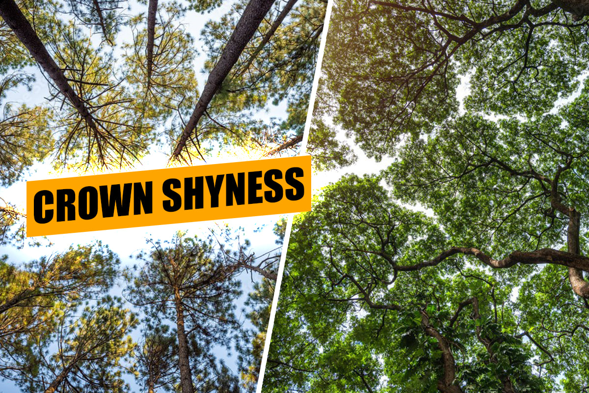 Discover the mystery of Crown Shyness! Learn how trees practice social distancing in nature. Unveil this fascinating secret today!