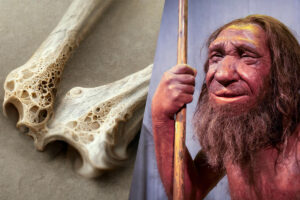 Oldest Human Viruses Found in Neanderthal Bones Aged 50,000 Years
