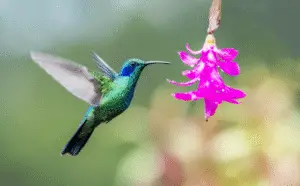 The Ultimate Guide to Attracting Hummingbirds Naturally!