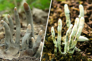 Dive into the mysterious world of Dead Man's Fingers Fungus Xylaria Polymorpha. Explore nature's spooky wonder and uncover fascinating facts about this eerie yet captivating fungus. Don't miss out! (1