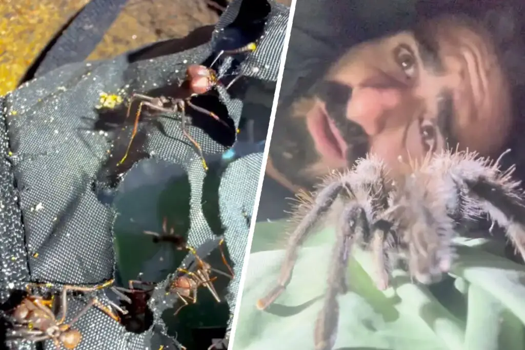 A Wild Night in the Amazon: I Woke to a Shredded Tent and Terrifying Invaders