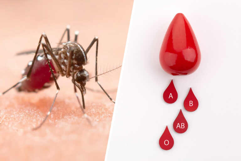 Which Blood Types Attract Mosquitoes? Here’s What Science Says - WOWPARROT