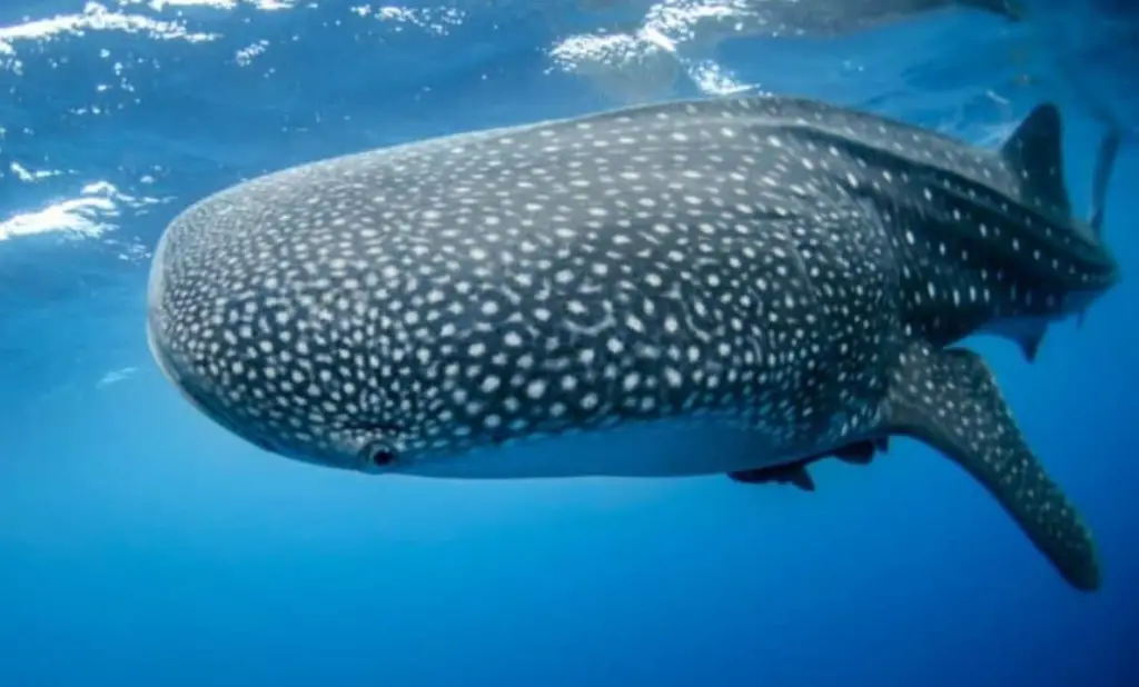 Unveiling the Largest Fish Ever Discovered in the Pacific Ocean