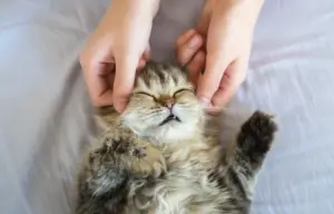 Why Cats Love Having Their Ears Rubbed: 5 Vet-Approved Reasons
