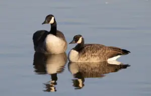 Canada Geese Love to Go Where Humans Go And They’re Not Leaving