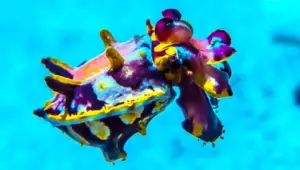 The Science Behind Cuttlefish Camouflage: Nature’s Real-Life Invisibility Cloak