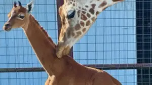 World’s Rarest Giraffe Born without spots at Tennessee Zoo