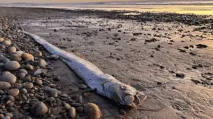 The Mystery of the ‘Doomsday’ Fish: Why Japan Believes Oarfish Signal Disaster