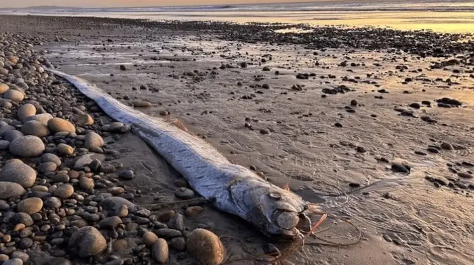 The Mystery of the ‘Doomsday’ Fish: Why Japan Believes Oarfish Signal Disaster
