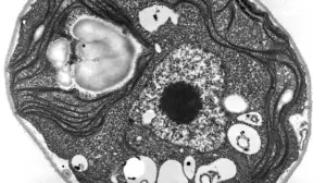 Evolutionary Mystery: Why Do Single-Celled Organisms Commit Self-Destruction?