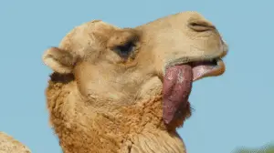 The Camel’s Secret Weapon for Survival And Why Camel Dulla is More Important Than Ever