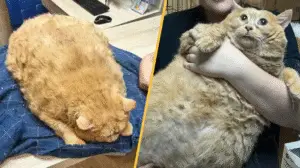 The Heartbreaking Story of Kroshik: Russia’s 38-Pound Cat and the Perils of Pet Obesity