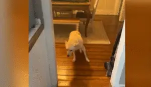 Curious Pup Takes a Sip, Ends Up Snoozing at the Vet