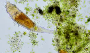 Frozen for 24,000 Years: Tiny Creature Wakes Up in Siberian Lab
