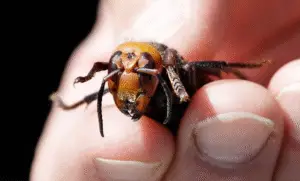 From ‘Murder Hornets’ to Eradication: The Story of Asian Giant Hornets in the US