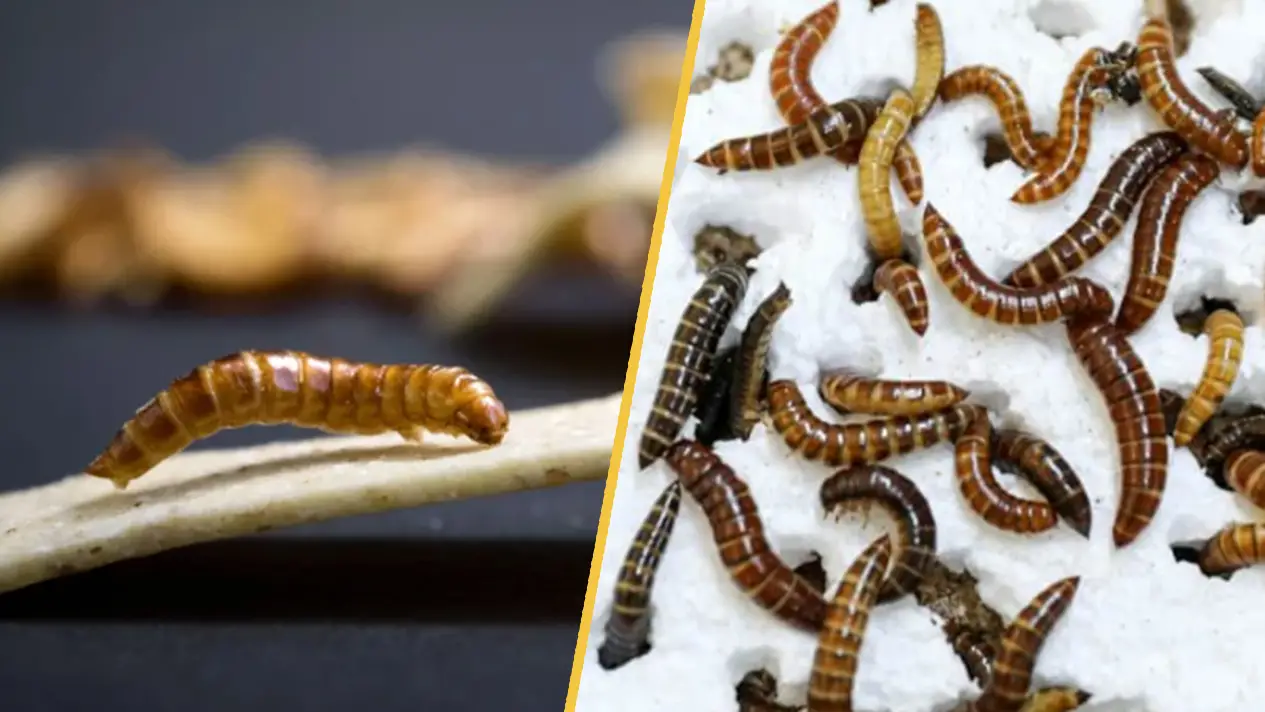 Kenyan Scientists Uncover Plastic-Eating Insect: A Potential Breakthrough in Fighting Africa’s Plastic Waste