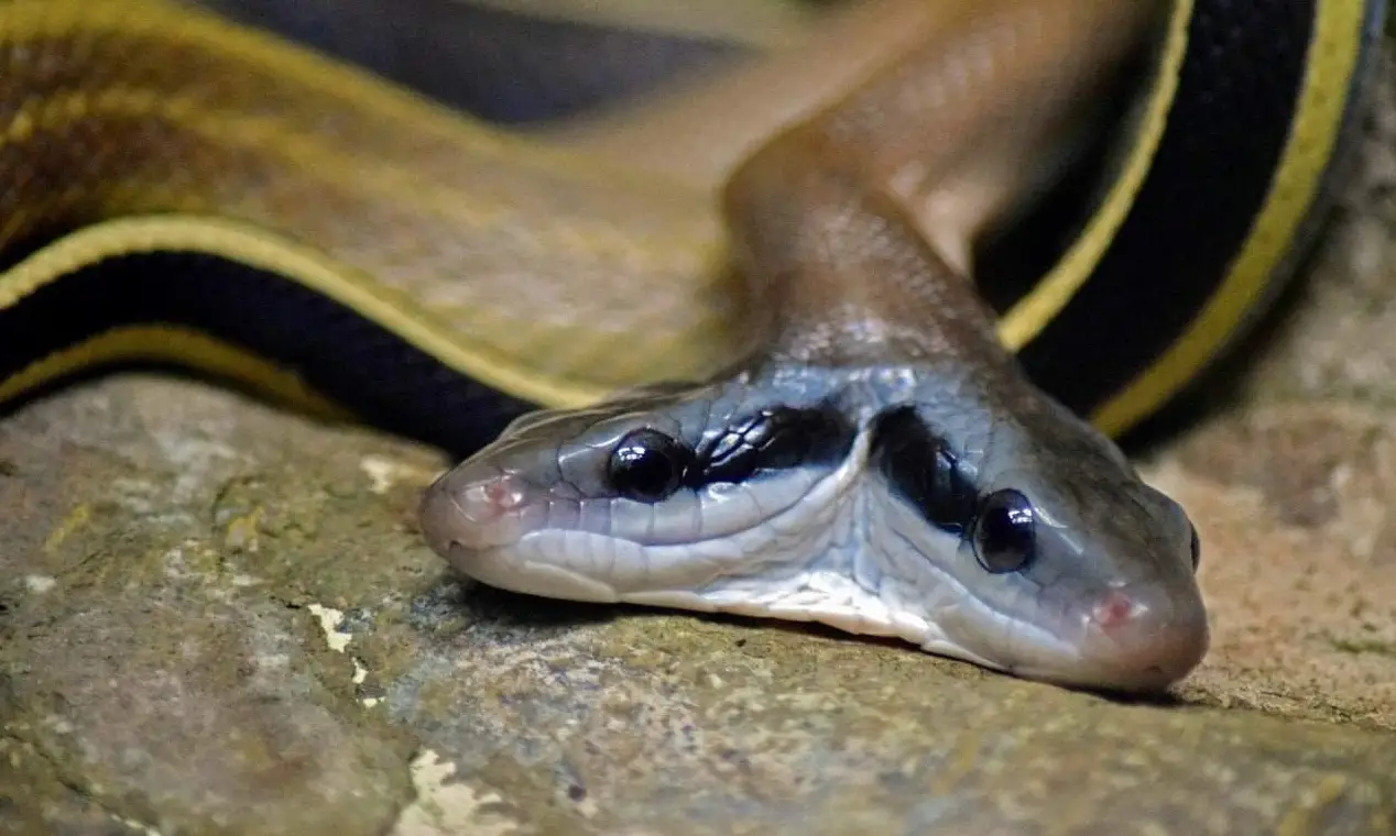 Two-Headed Animals: The Fascinating World of Polycephalic Animals