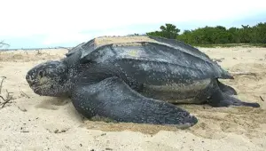 The Majestic Leatherback: World’s Largest Sea Turtle Faces Extinction
