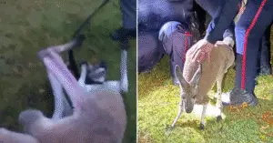 Kangaroo Delivers Knockout Punch to police Officer During Capture in Canada