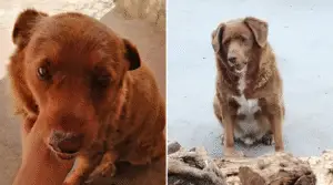 30-Year-Old Portuguese Rafeiro Bobi Breaks Century-Old Guinness Record as World’s Oldest Dog Ever