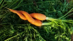 The Mystery of Braided Carrots: Why Do They Twist and Turn?