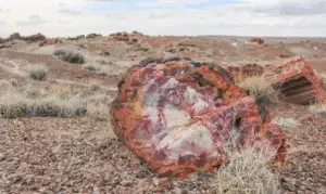 Arizona’s 225-Million-Year-Old Petrified Wonders: Ancient Tree Trunks Turned into Vibrant Gemstones